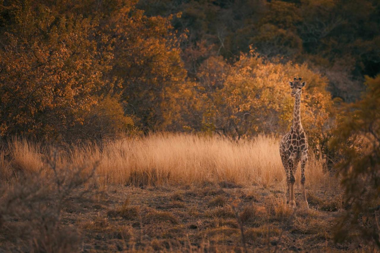 Вілла Leshiba Wilderness Луіс-Трічард Екстер'єр фото